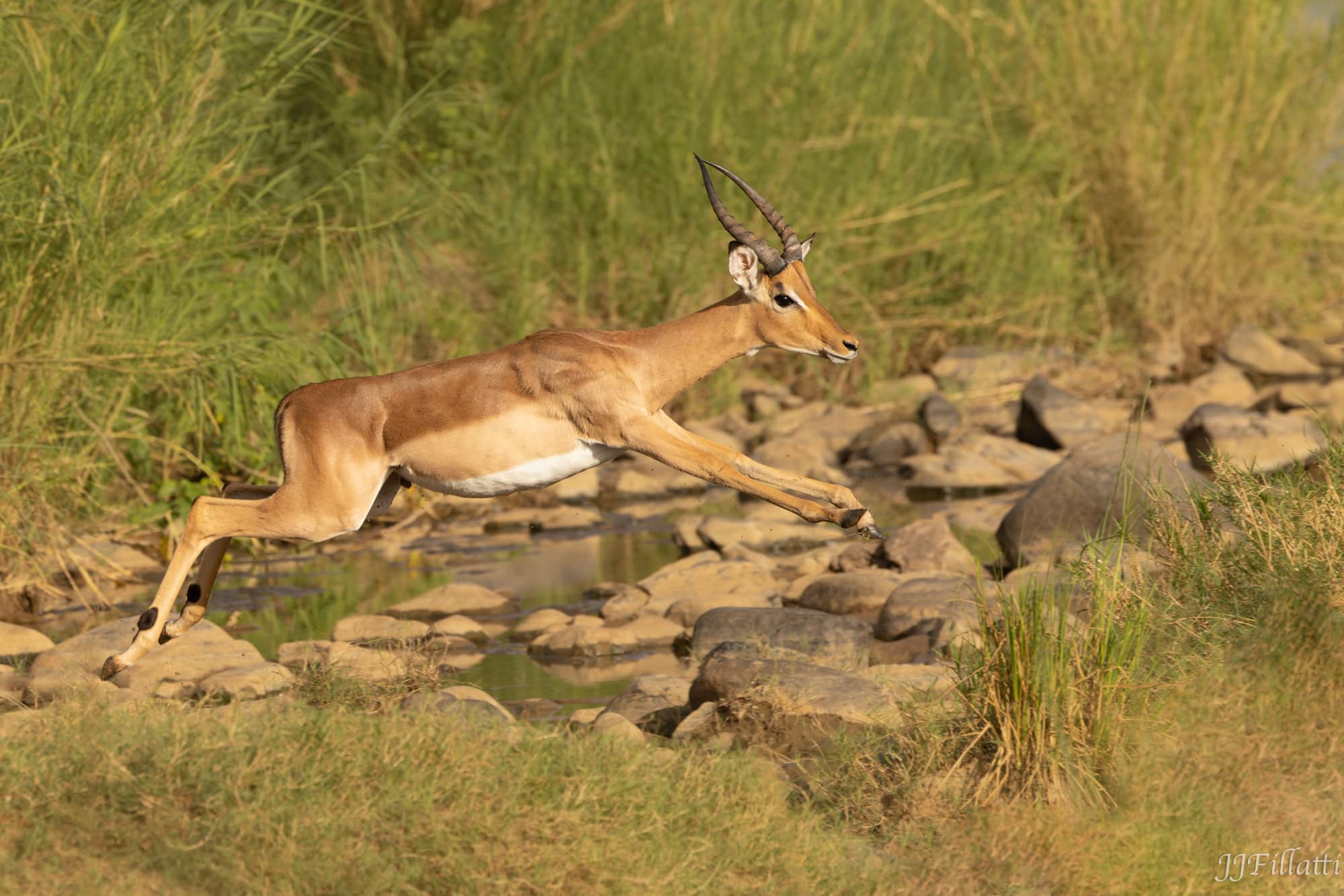 wildlife of Zimanga image 30